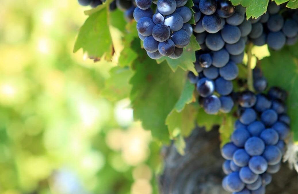 Os incríveis benefícios da semente de uva para a pele
