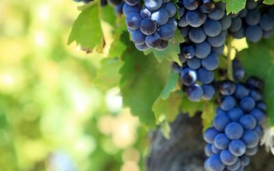 Os incríveis benefícios da semente de uva para a pele